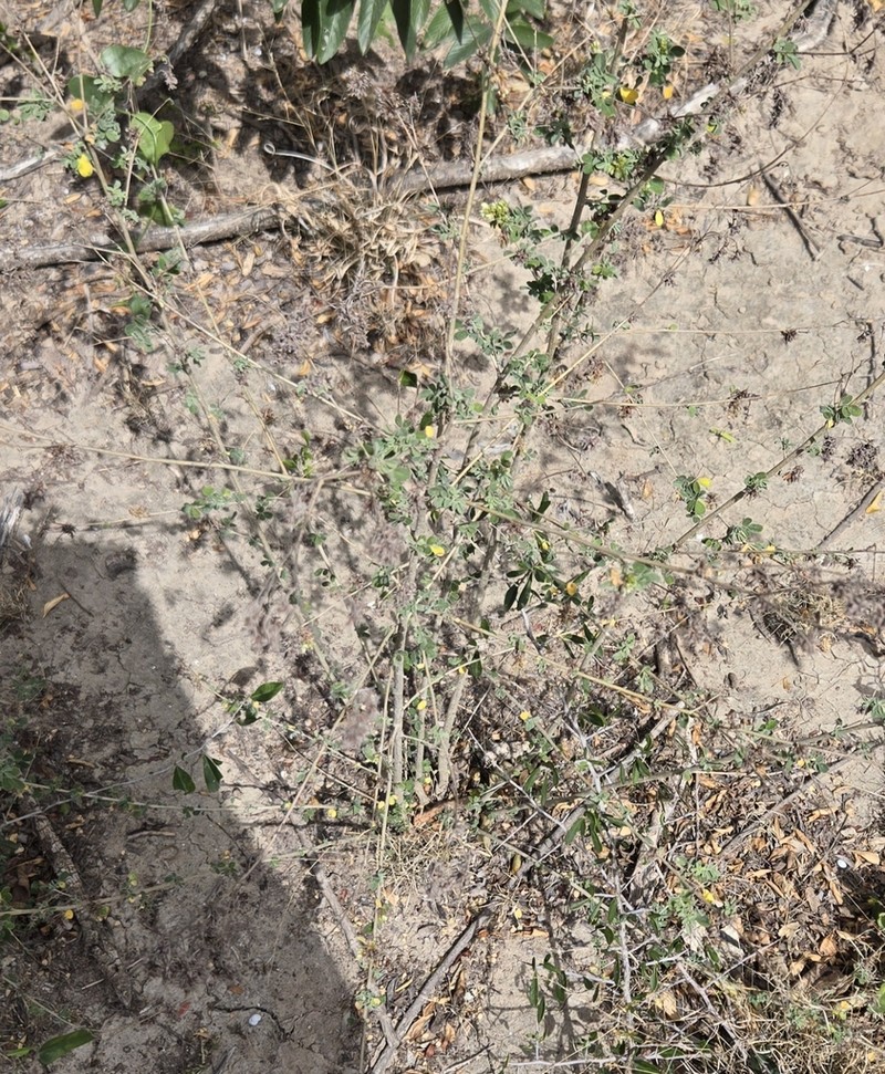Low Prairie Clover photo 5