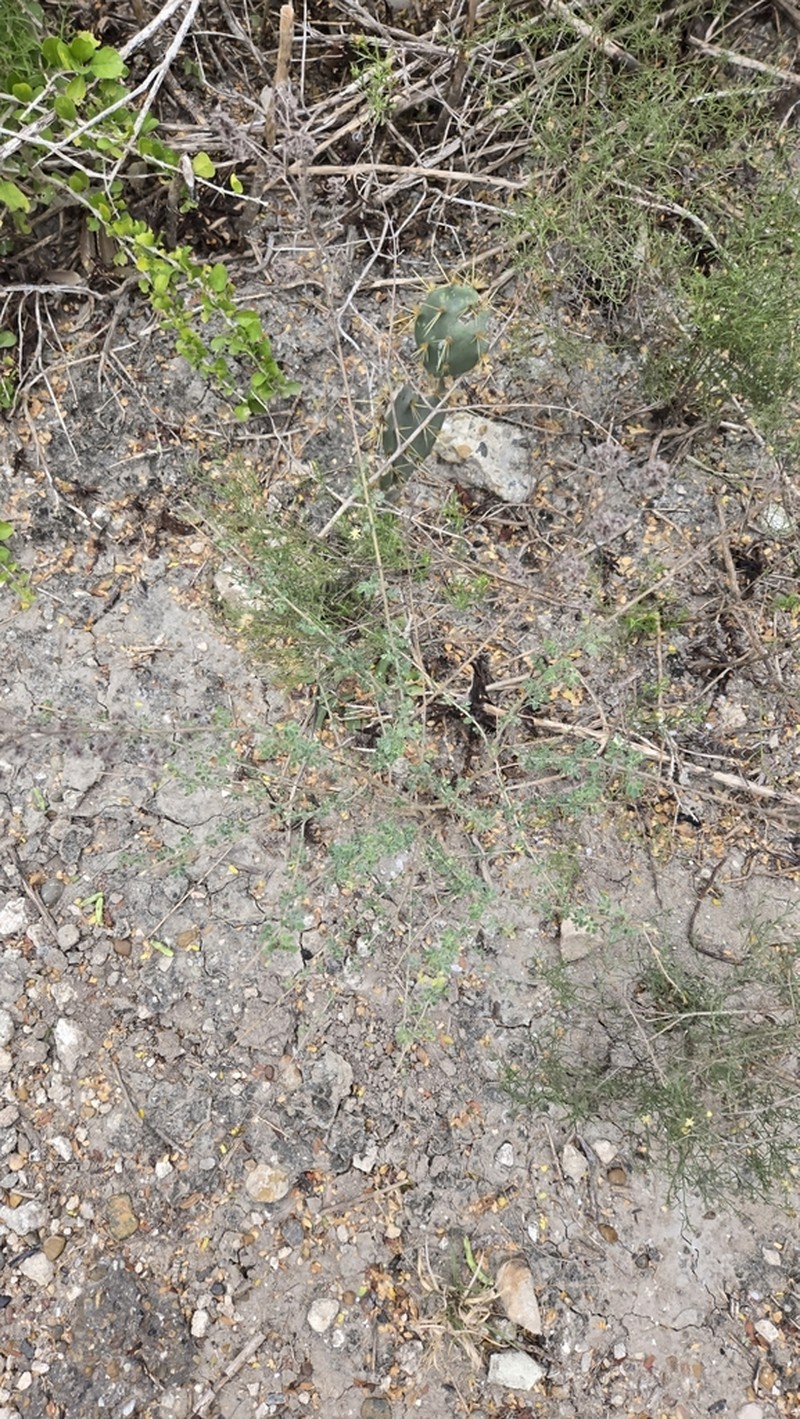 Low Prairie Clover photo 6