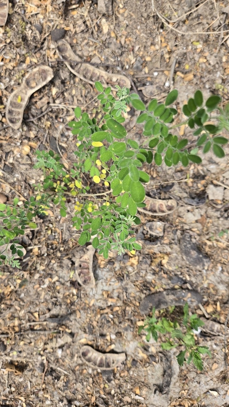 Low Prairie Clover photo 7
