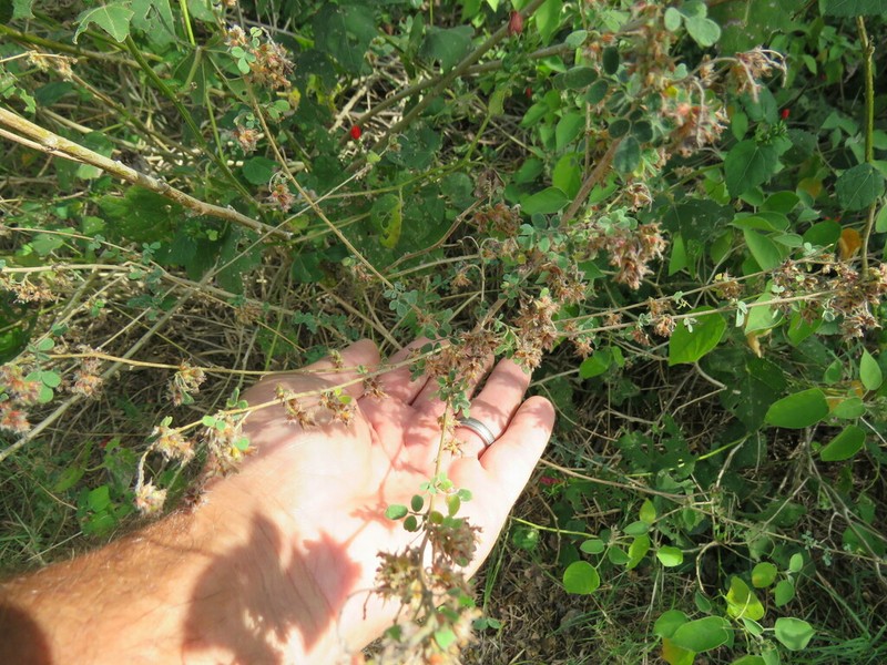 Low Prairie Clover photo 8