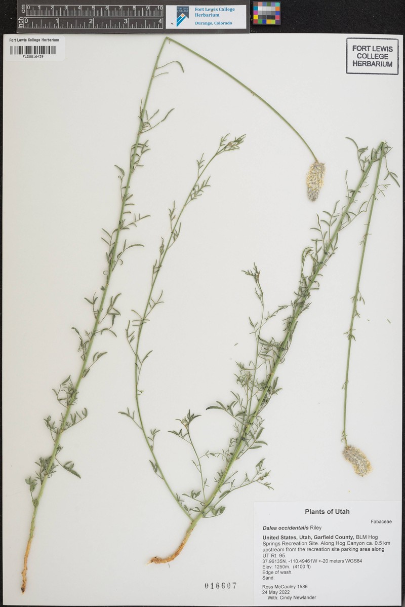 Dalea scandens var. occidentalis