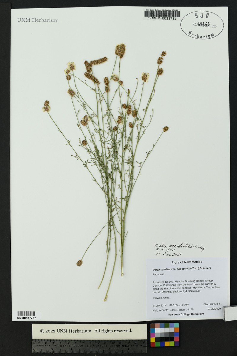 Dalea scandens var. occidentalis photo 2