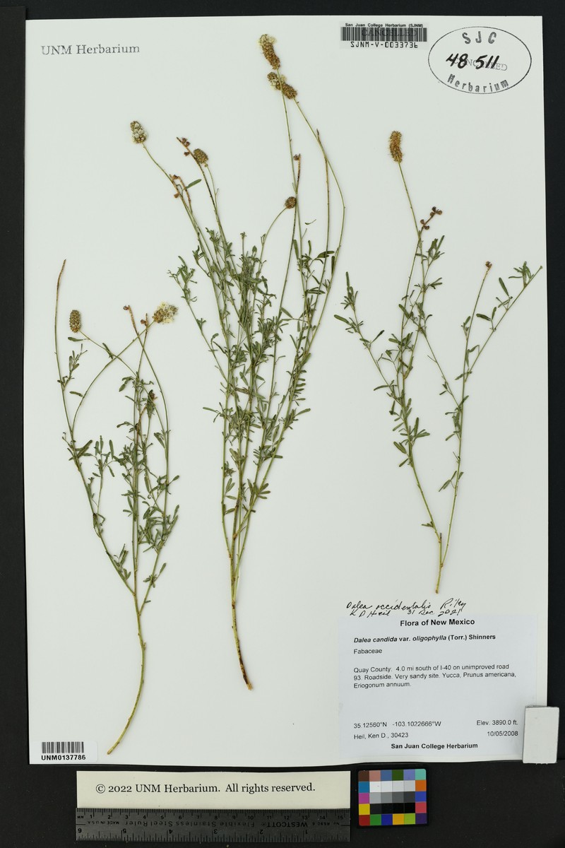 Dalea scandens var. occidentalis photo 3