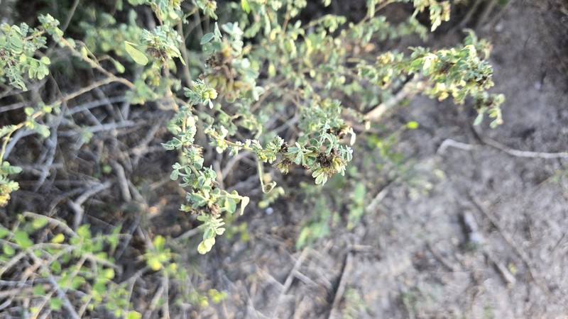 Dalea scandens var. paucifolia