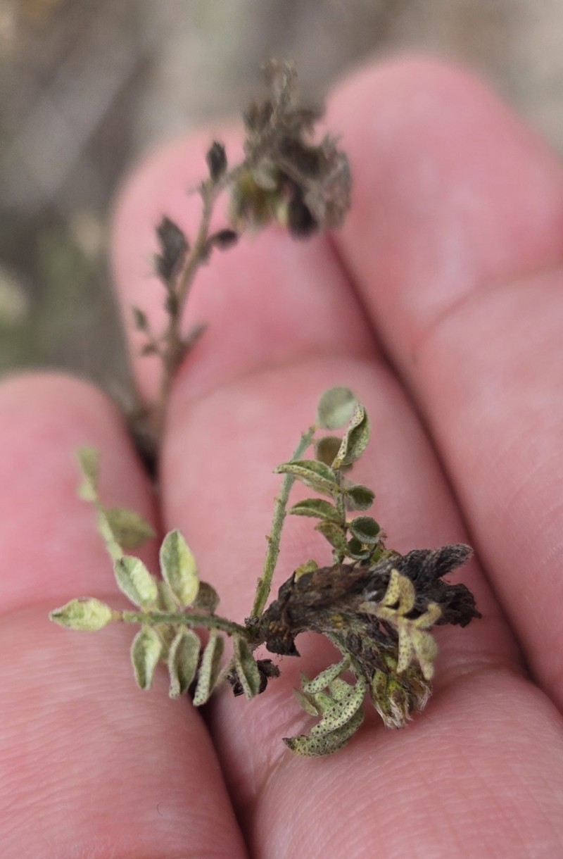 Dalea scandens var. paucifolia photo 2