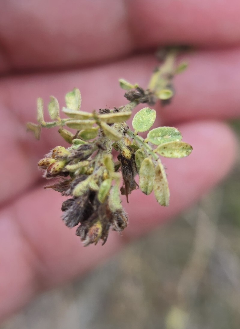 Dalea scandens var. paucifolia photo 3