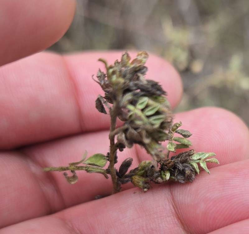 Dalea scandens var. paucifolia photo 4