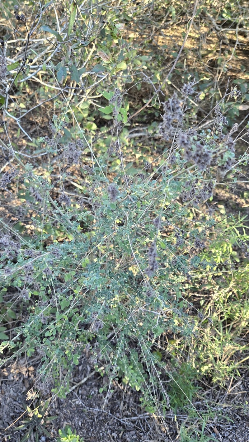 Dalea scandens var. paucifolia photo 5