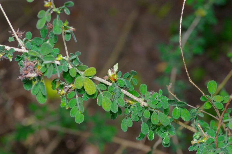 Dalea scandens var. paucifolia photo 6