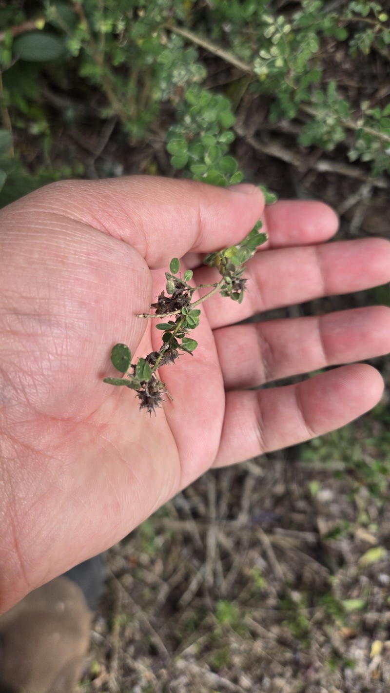 Dalea scandens var. paucifolia photo 7