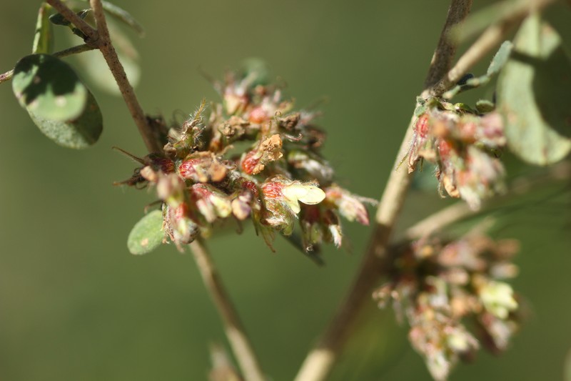 Dalea scandens var. paucifolia photo 8