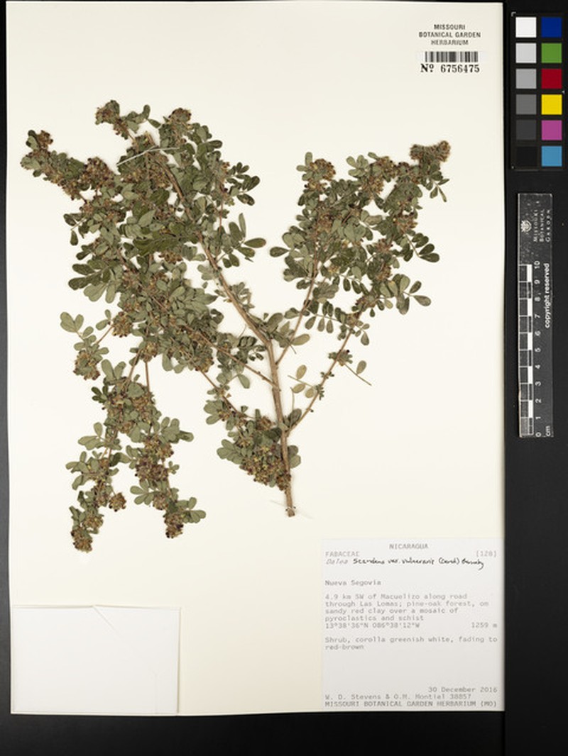 Dalea scandens var. vulneraria