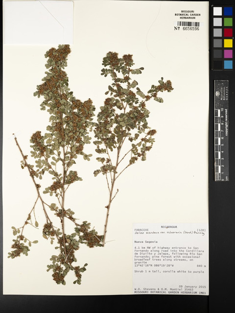 Dalea scandens var. vulneraria photo 2