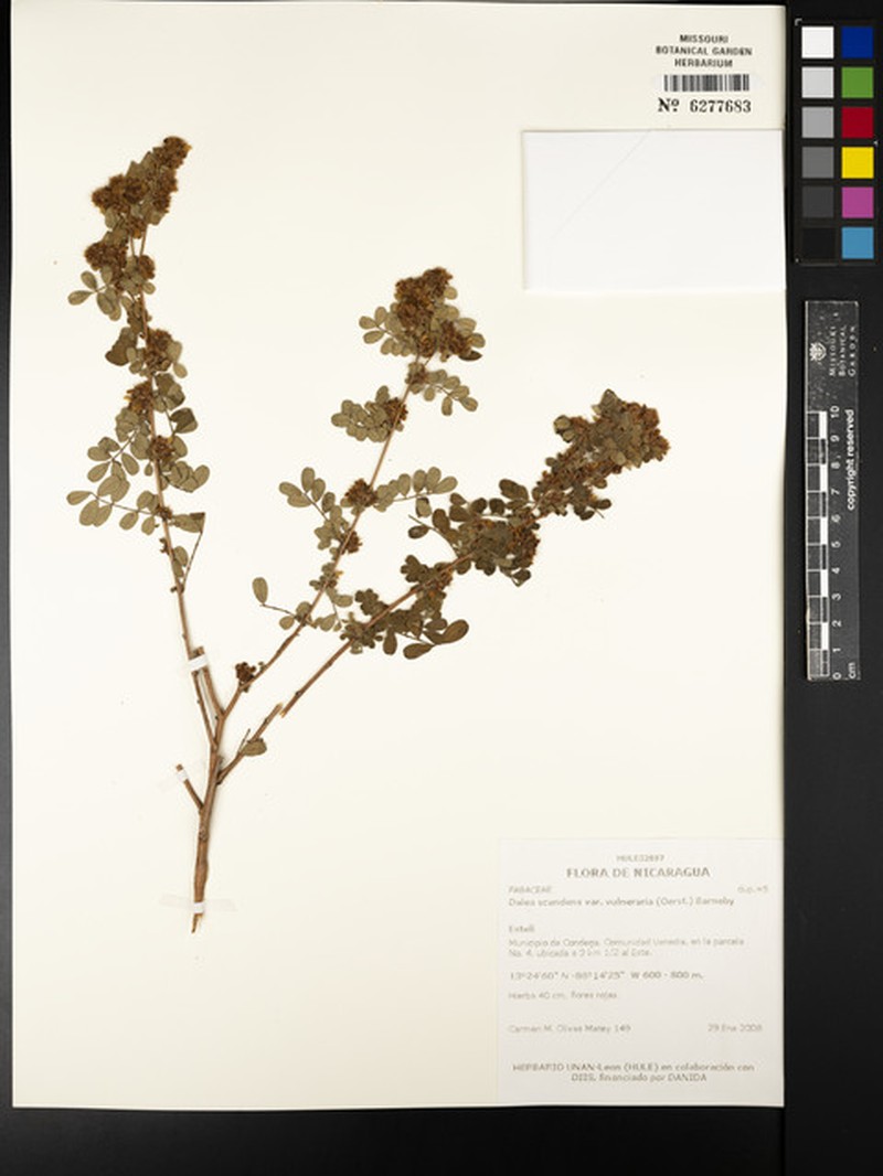 Dalea scandens var. vulneraria photo 3