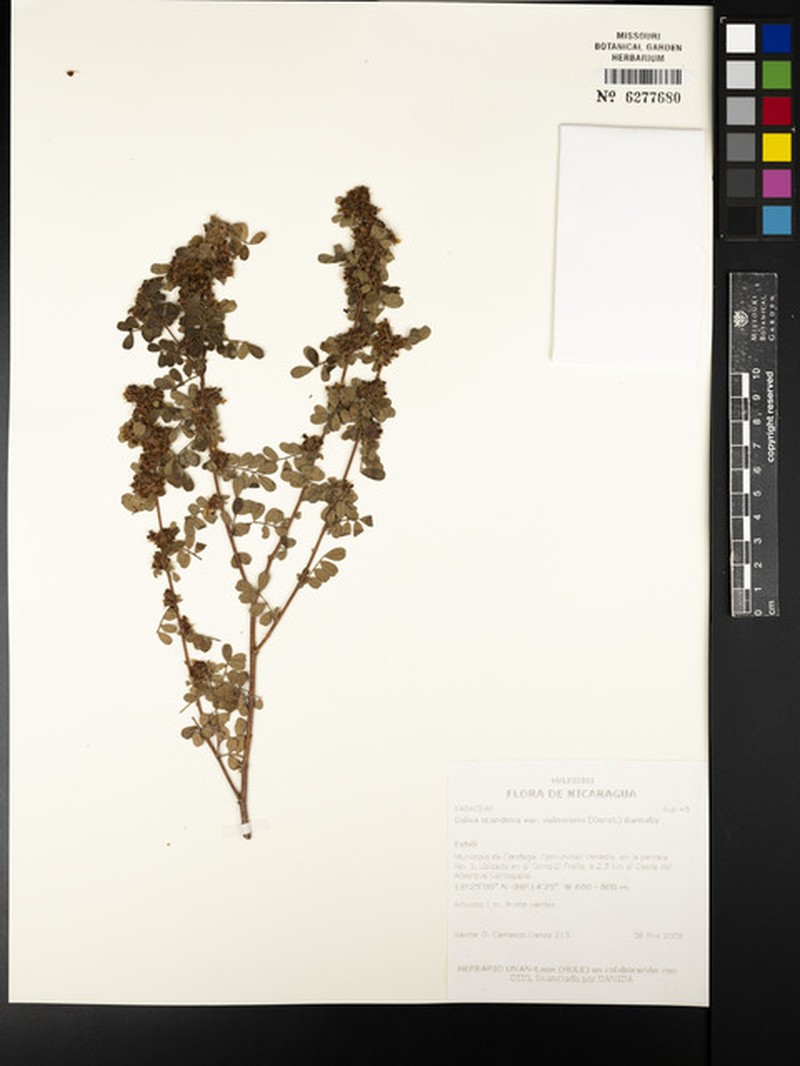 Dalea scandens var. vulneraria photo 4