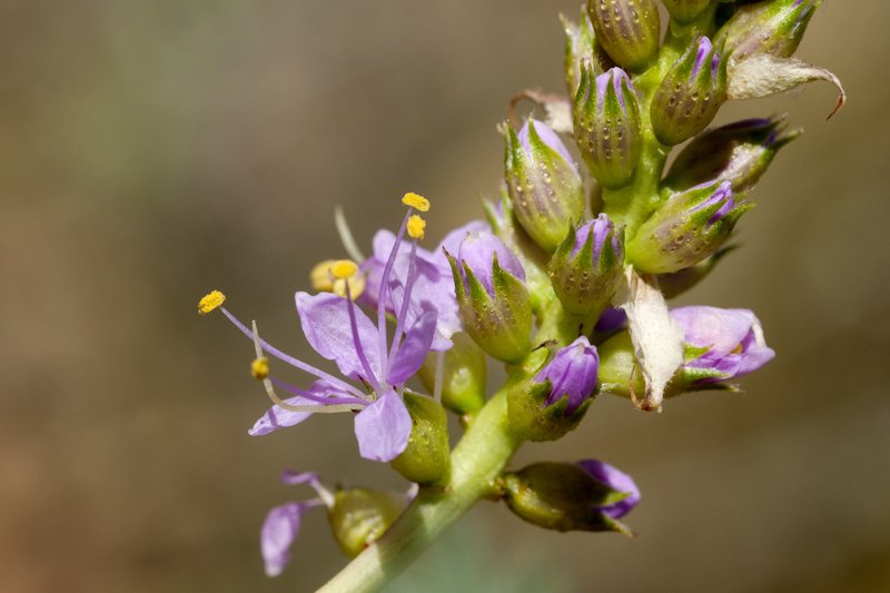 Albuquerque Prairie Clover