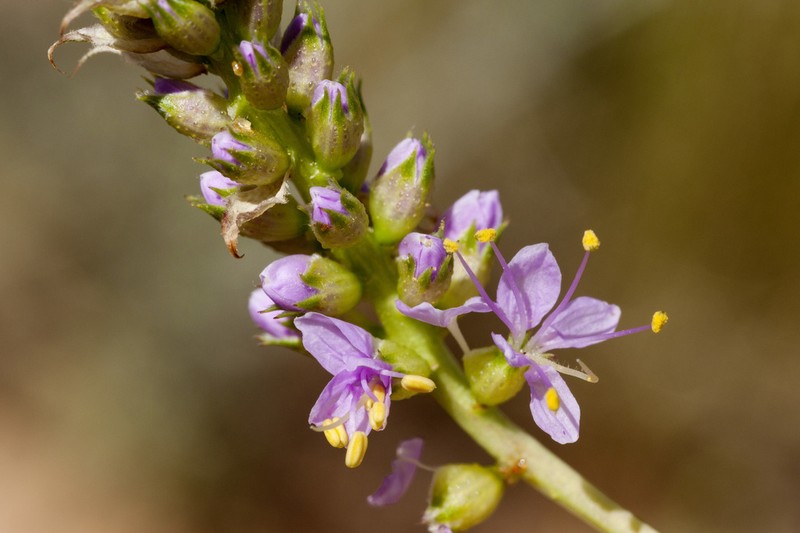 Albuquerque Prairie Clover