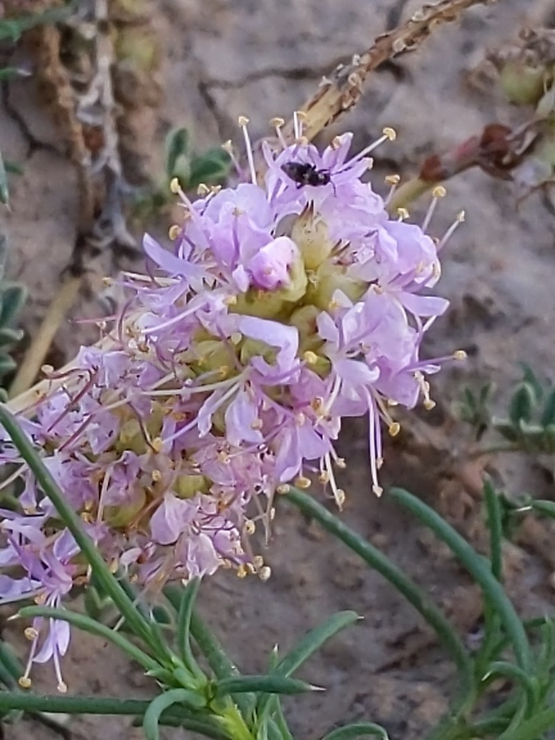 Albuquerque Prairie Clover photo 2