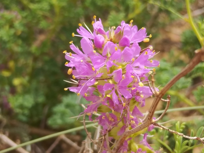 Albuquerque Prairie Clover photo 3