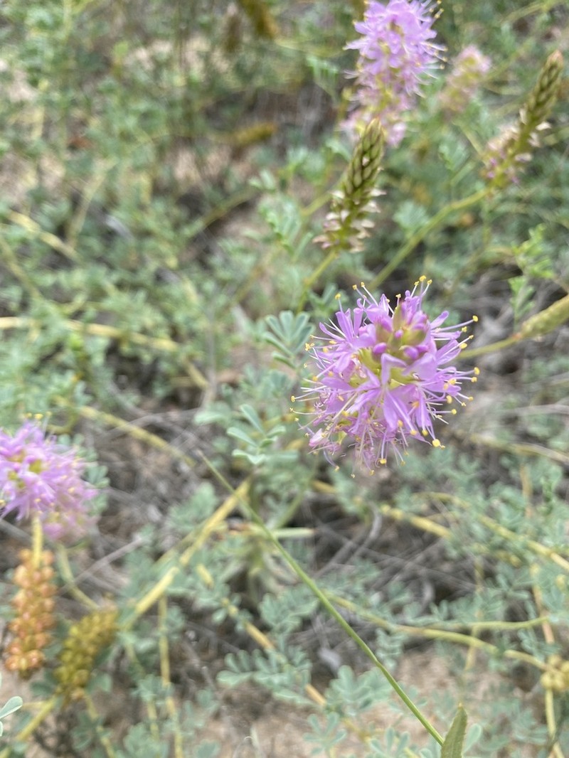 Albuquerque Prairie Clover photo 4