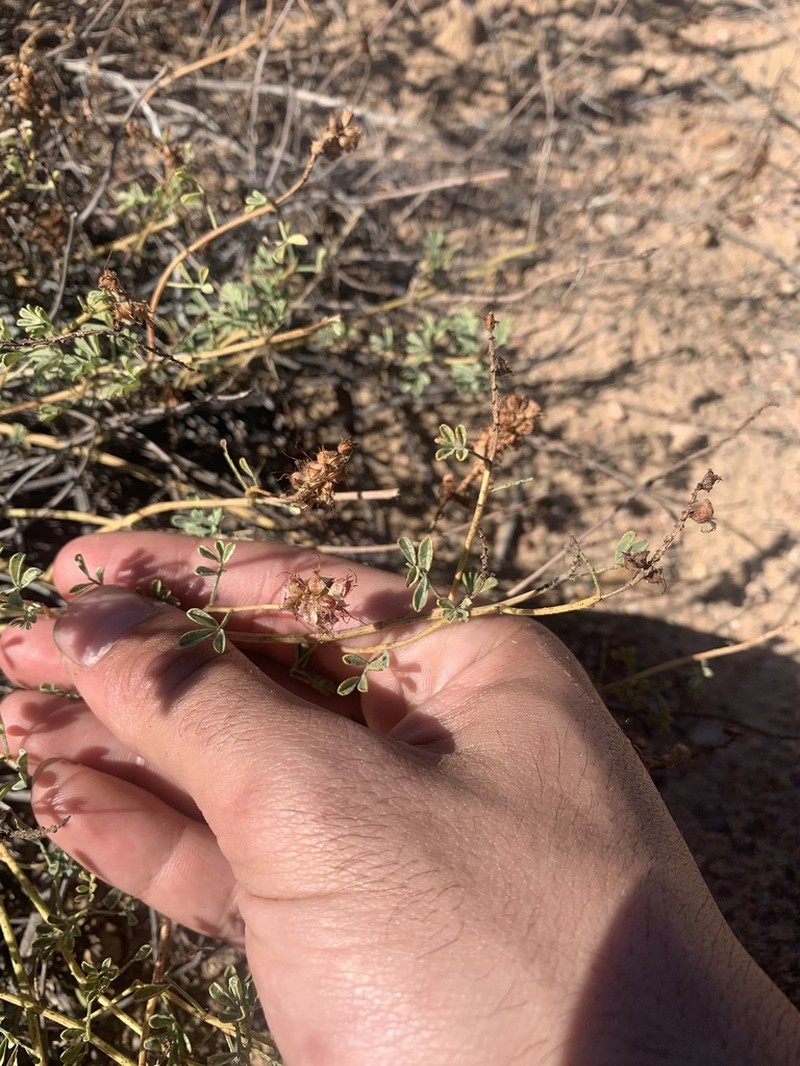 Albuquerque Prairie Clover photo 5