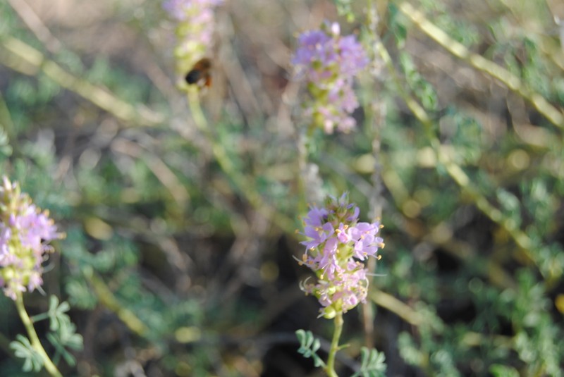 Albuquerque Prairie Clover photo 6