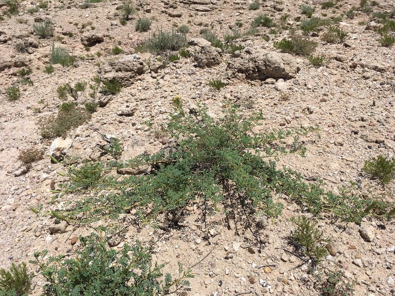 Albuquerque Prairie Clover photo 7