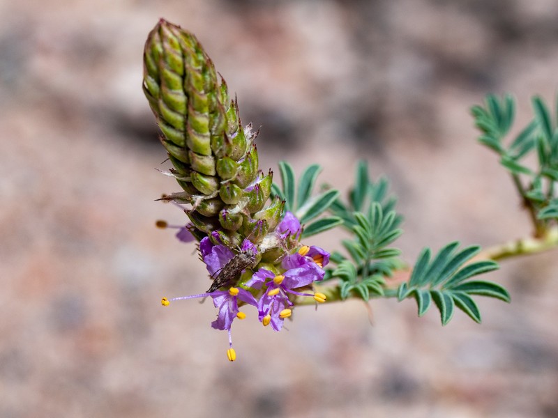 Albuquerque Prairie Clover photo 8