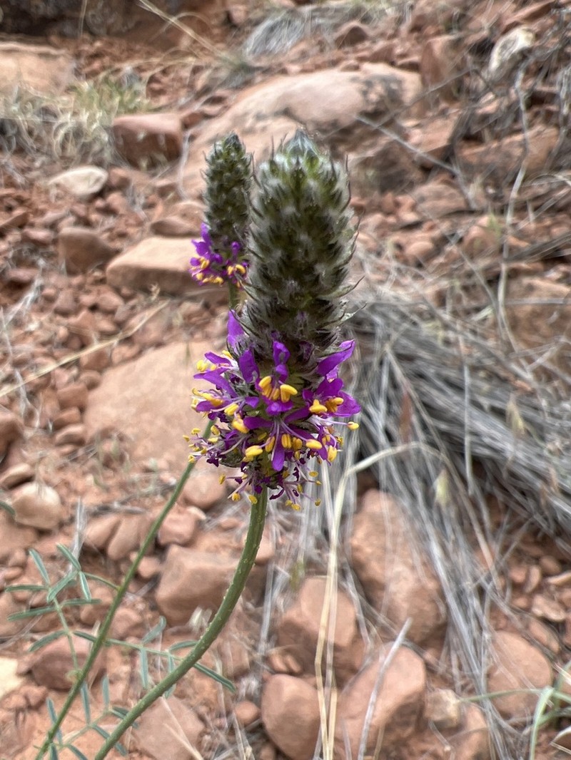 Searls' Prairie Clover