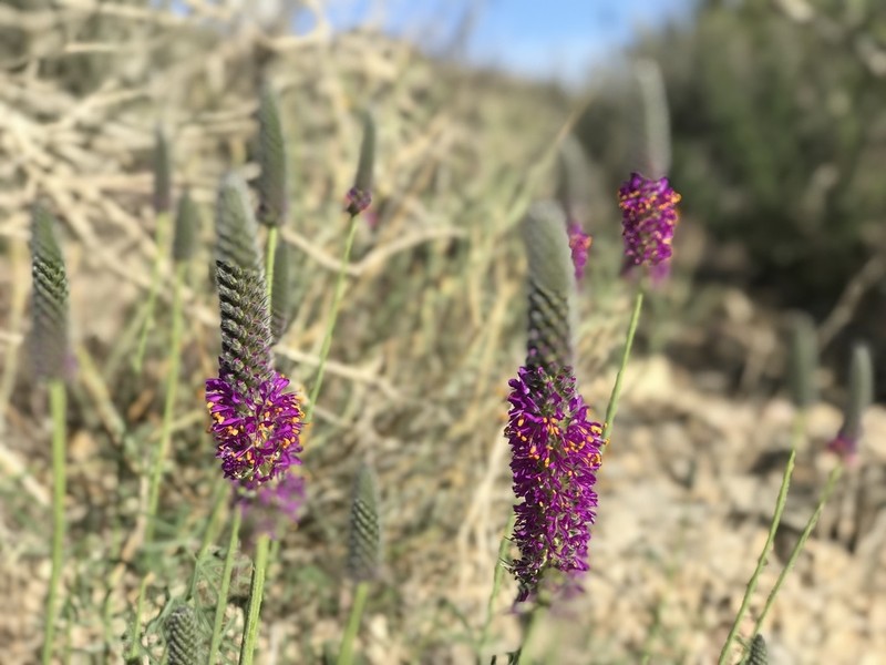Searls' Prairie Clover photo 2