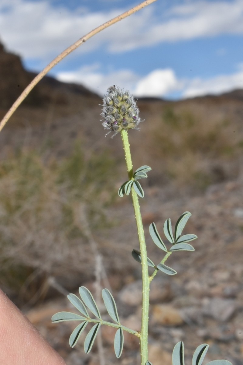 Searls' Prairie Clover photo 3