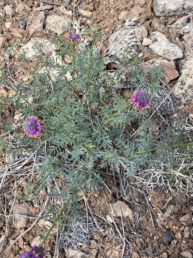 Searls' Prairie Clover photo 4