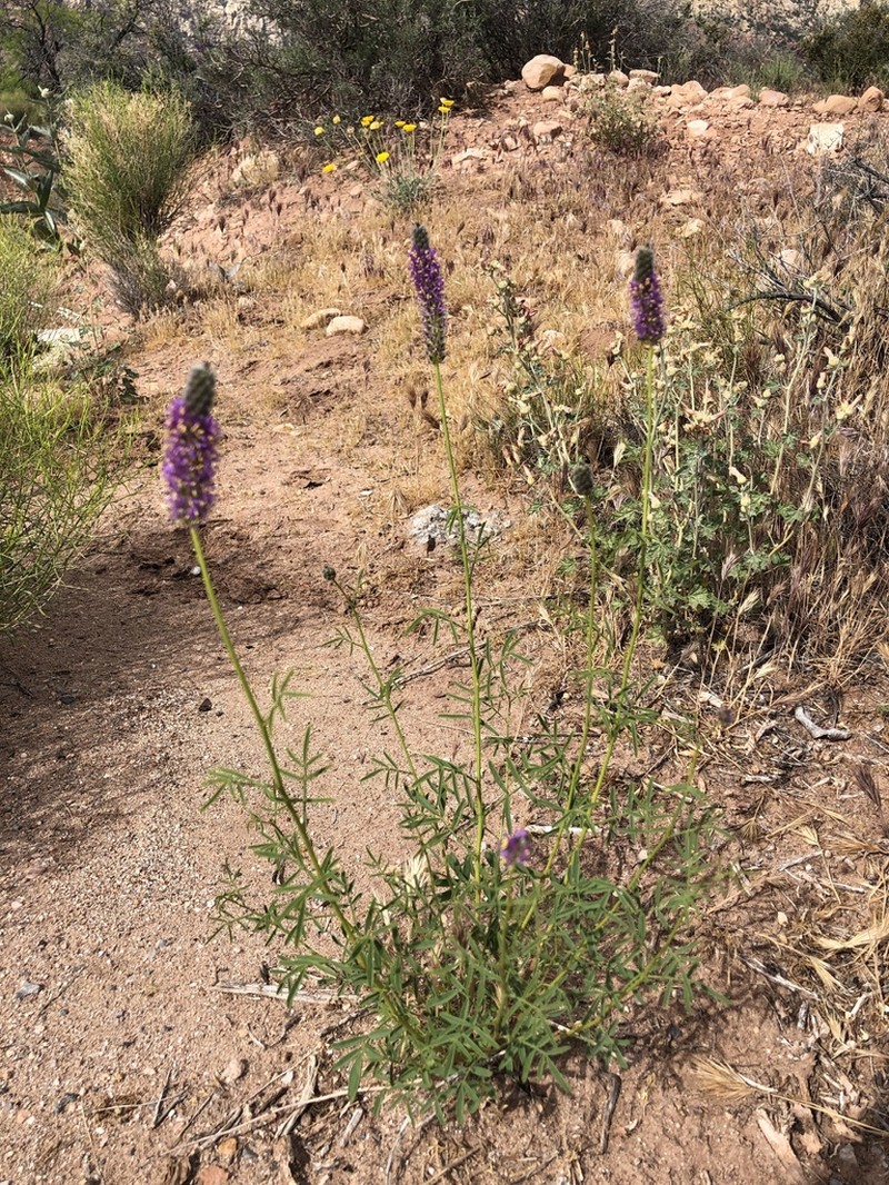 Searls' Prairie Clover photo 5