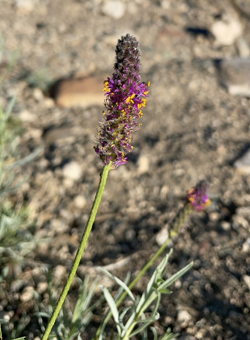 Searls' Prairie Clover photo 6