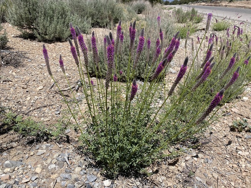 Searls' Prairie Clover photo 7