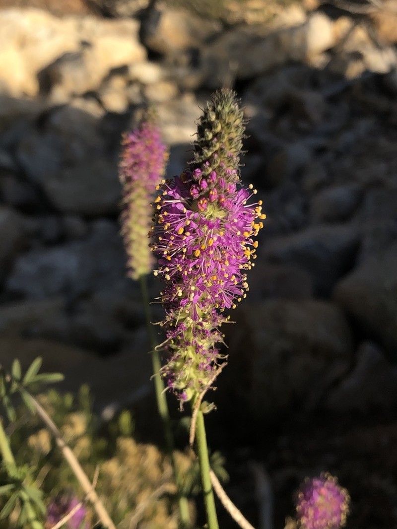 Searls' Prairie Clover photo 8