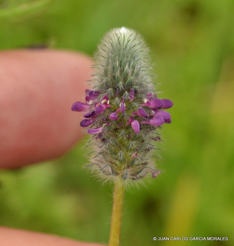 Dalea sericea