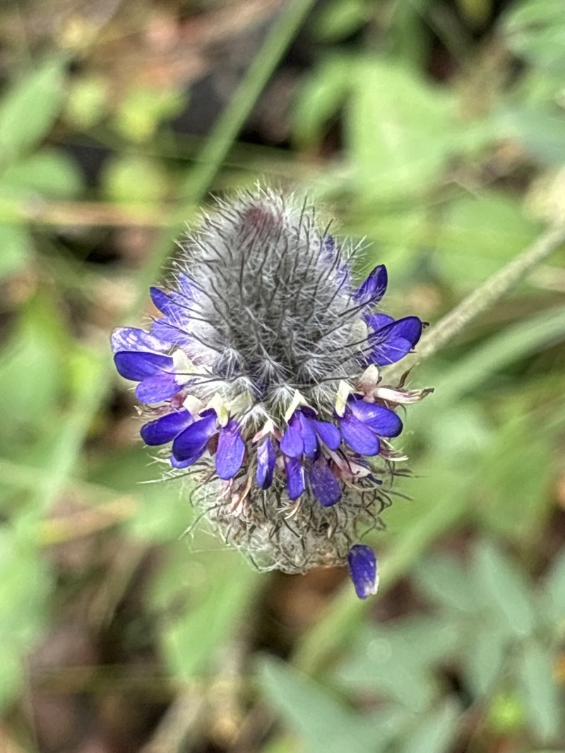Dalea sericea photo 2