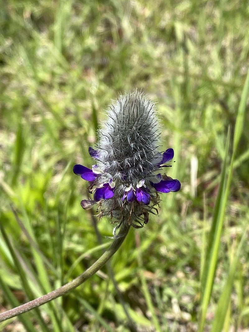 Dalea sericea photo 3