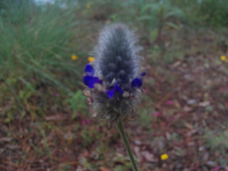 Dalea sericea photo 4