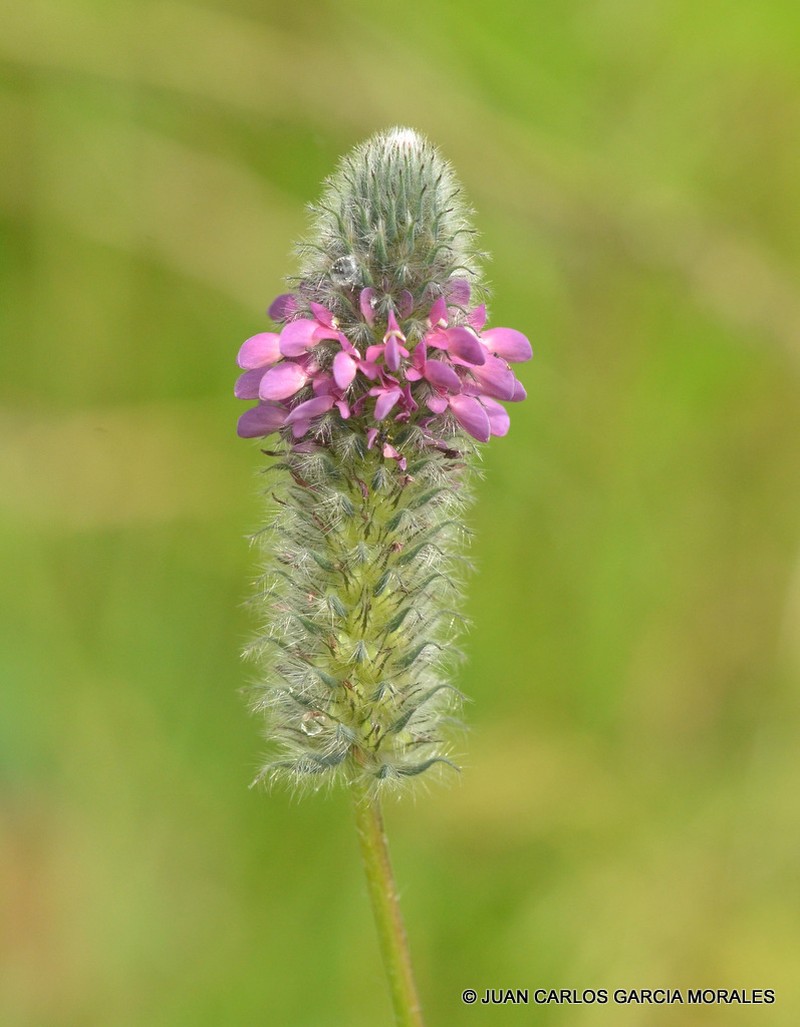 Dalea sericea photo 5