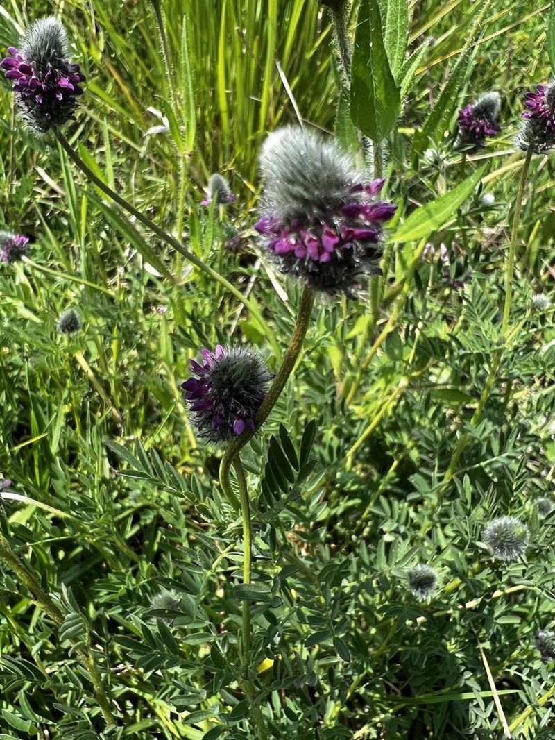 Dalea sericea photo 6