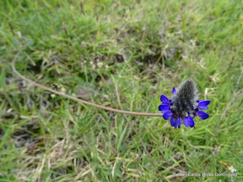 Dalea sericea photo 7