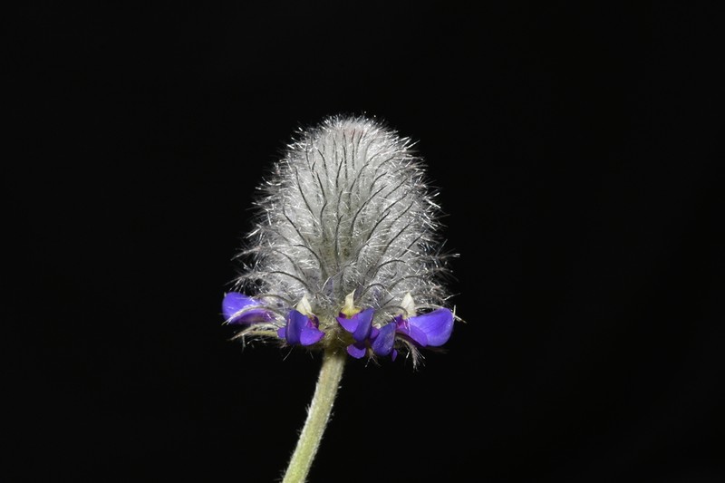 Dalea sericea photo 8
