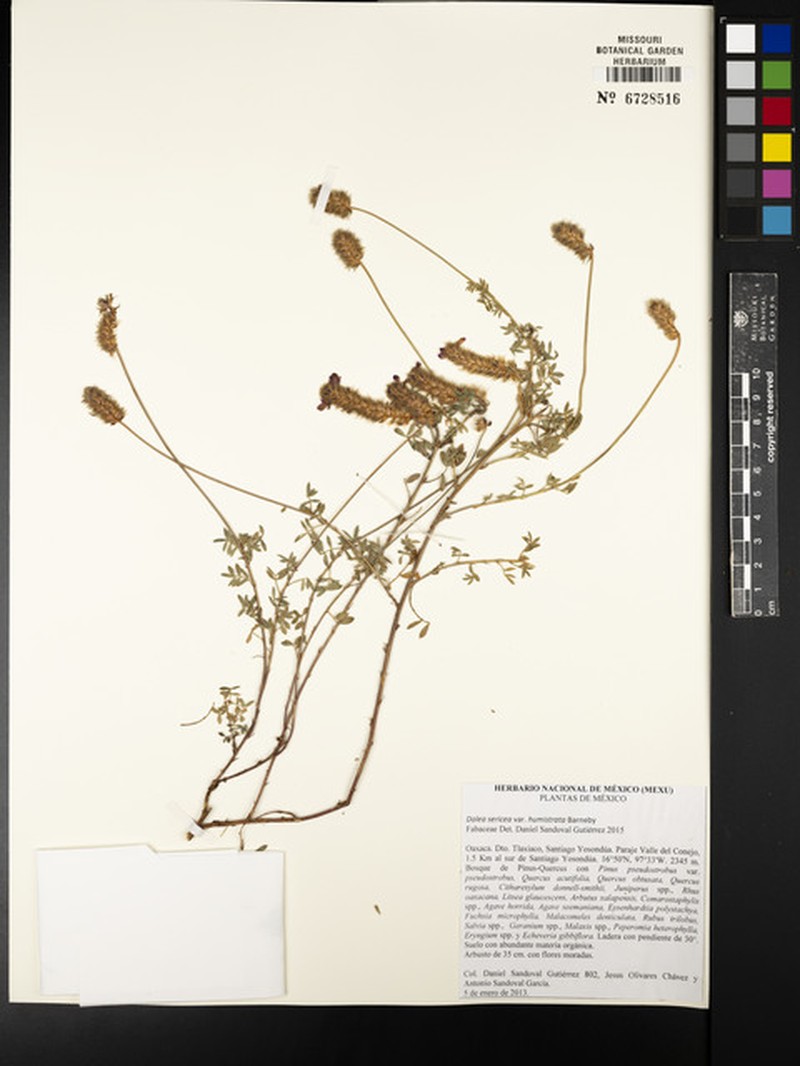 Dalea sericea var. humistrata