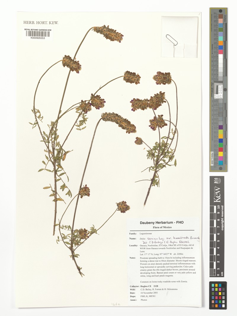 Dalea sericea var. humistrata photo 2