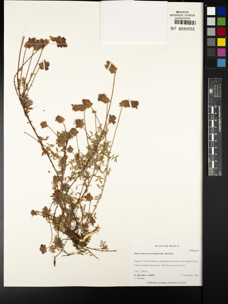 Dalea sericea var. humistrata photo 3