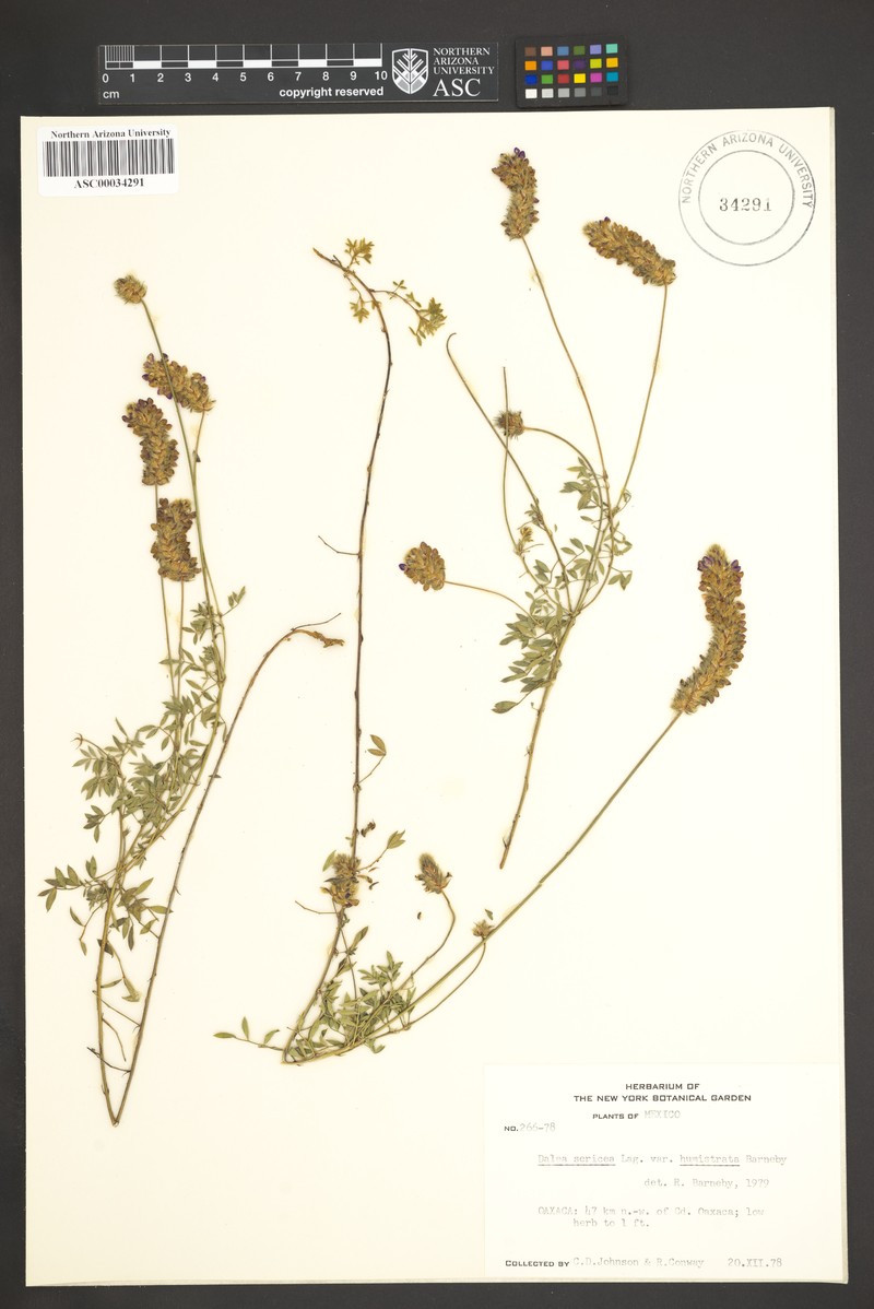 Dalea sericea var. humistrata photo 4