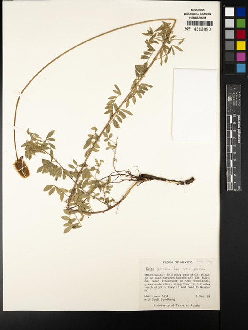 Dalea sericea var. sericea photo 2
