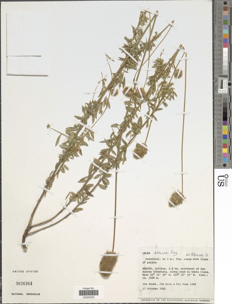 Dalea sericea var. sericea photo 3